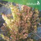 بذور شجرة السيداف - Pteropyrum scoparium بذور شجرة السيداف - Pteropyrum scoparium