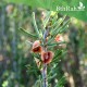 بذور شجرة السيداف - Pteropyrum scoparium بذور شجرة السيداف - Pteropyrum scoparium