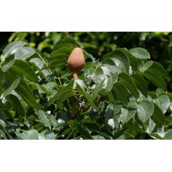 بذور شجرة الماهوجنى الافريقي  - Swietenia mahagoni