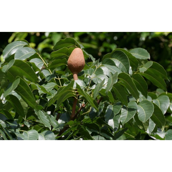 بذور شجرة الماهوجنى الافريقي - Swietenia mahagoni بذور شجرة الماهوجنى الافريقي - Swietenia mahagoni