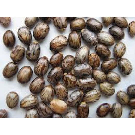 بذور شجرة الخروع العملاق - Ricinus communis بذور شجرة الخروع العملاق - Ricinus communis