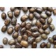 بذور شجرة الخروع العملاق - Ricinus communis بذور شجرة الخروع العملاق - Ricinus communis