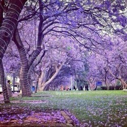 بذور شجرة الجاكرندا Jacaranda mimosifolia