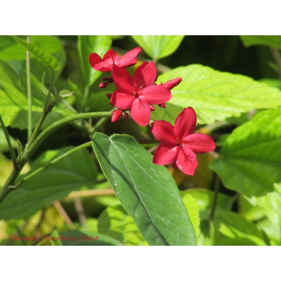 بذور شجرة الجاتروفا - Jatropha integerrima بذور شجرة الجاتروفا - Jatropha integerrima