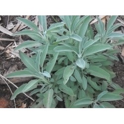 بذور عشبة المرامية (مريميّة) ( Salvia officinalis) بذور عشبة المرامية (مريميّة) ( Salvia officinalis)
