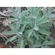 بذور عشبة المرامية (مريميّة) ( Salvia officinalis) بذور عشبة المرامية (مريميّة) ( Salvia officinalis)