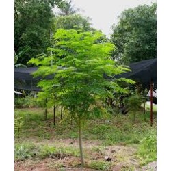 بذور شجرة المورينجا - moringa بذور شجرة المورينجا - moringa