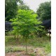بذور شجرة المورينجا - moringa بذور شجرة المورينجا - moringa