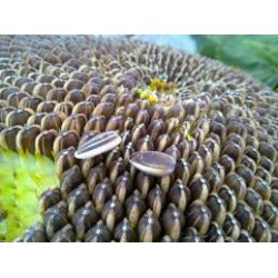 بذور دوّار الشمس (Helianthus annuus) بذور دوّار الشمس (Helianthus annuus)