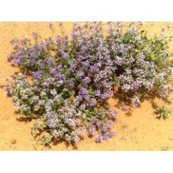 بذور الخزامى horwoodia dicksoniae turrill