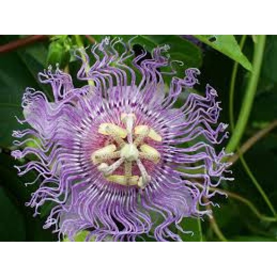 متسلقة زهرة الساعة - Passiflora caerulea متسلقة زهرة الساعة - Passiflora caerulea