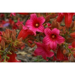 بذور شجرة استركوليا لوريدا - Brachychiton discolor بذور شجرة استركوليا لوريدا - Brachychiton discolor