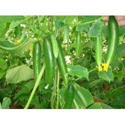 بذور الخيار - Cucumis sativus بذور الخيار - Cucumis sativus