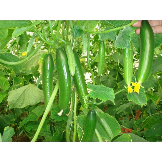 بذور الخيار - Cucumis sativus بذور الخيار - Cucumis sativus