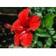 بذور شجيرة الكركديه “الهيبسكوس” Hibiscus sabdariffa بذور شجيرة الكركديه “الهيبسكوس” Hibiscus sabdariffa