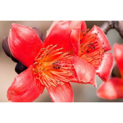 بذور شجرة البومباكس - Bombax ceiba  بذور شجرة البومباكس - Bombax ceiba