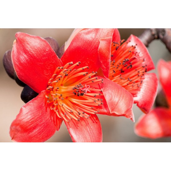 بذور شجرة البومباكس - Bombax ceiba بذور شجرة البومباكس - Bombax ceiba