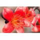 بذور شجرة البومباكس - Bombax ceiba بذور شجرة البومباكس - Bombax ceiba