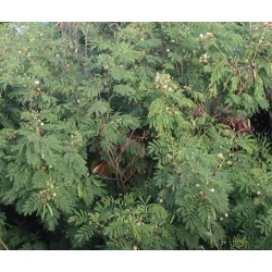 بذور شجرة اللوسينيا - Leucaena leucocephala بذور شجرة اللوسينيا - Leucaena leucocephala