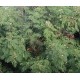 بذور شجرة اللوسينيا - Leucaena leucocephala بذور شجرة اللوسينيا - Leucaena leucocephala
