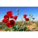 بذور زهرة الديدحان (شقائق النعمان) Papaver glaucum بذور زهرة الديدحان (شقائق النعمان) Papaver glaucum