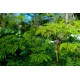 بذور شجرة المورينجا - moringa بذور شجرة المورينجا - moringa