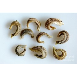 بذور زهور الكلانديولا ( Calendula officinalis ) بذور زهور الكلانديولا ( Calendula officinalis )