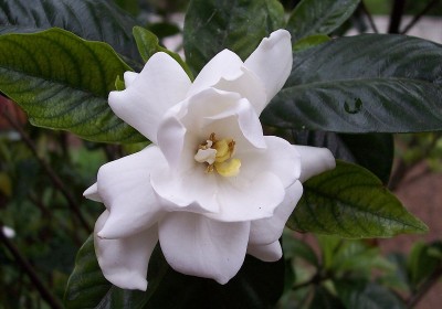 النباتات المنزلية العطرية والعناية بها