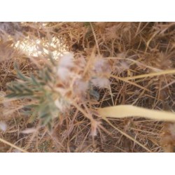 بذور القتاد (Astragalus Mollis) بذور القتاد (Astragalus Mollis)