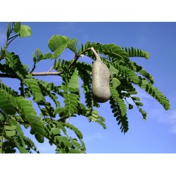 بذور تمر هندي ( Tamarindus indica )  بذور تمر هندي ( Tamarindus indica )