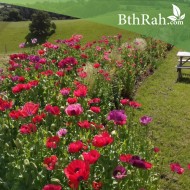 بذور زهرة الديدحان ميكس Papaver glaucum بذور زهرة الديدحان ميكس Papaver glaucum