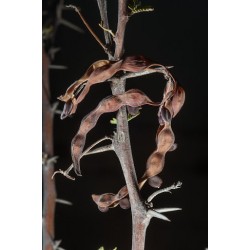 بذور شجرة السلم - Acacia ehrenbergiana بذور شجرة السلم - Acacia ehrenbergiana