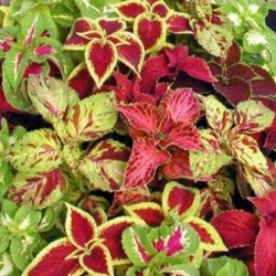 بذور زهرة السجّاد (Coleus Blumei) بذور زهرة السجّاد (Coleus Blumei)