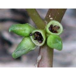 بذور زهرة بنفسج الثالوث أصفر-Pansy بذور زهرة بنفسج الثالوث أصفر-Pansy