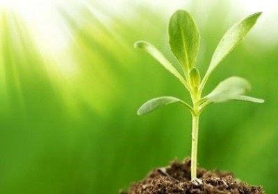 تقسيم النباتات وعمرها الفسيولوجي