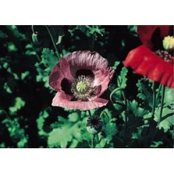 بذور زهرة الديدحان ميكس Papaver glaucum بذور زهرة الديدحان ميكس Papaver glaucum