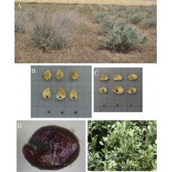 بذور الرغل الملحي -Atriplex halimus