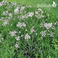 بذور اليانسون Pimpinella anisum بذور اليانسون Pimpinella anisum