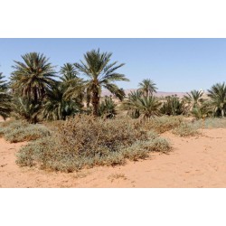 بذور عشبة الضمران  Traganum nudatum