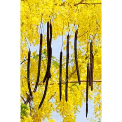 بذور شجرة كاسيا فستيولا(خيار شمبر) Cassia fistula