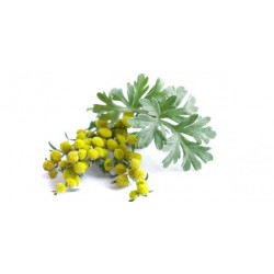 بذور عشبة الشيح - Artemisia sieberi Besser Asteraceae