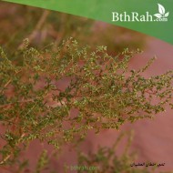 بذور شجرة العاذر - Artemisia monosperma بذور شجرة العاذر - Artemisia monosperma
