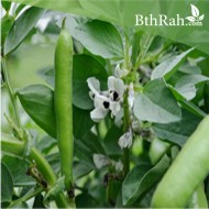 بذور الفول Vicia faba بذور الفول Vicia faba