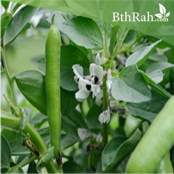 بذور الفول Vicia faba بذور الفول Vicia faba