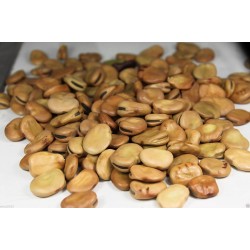 بذور الفول Vicia faba بذور الفول Vicia faba