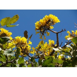 بذور التابوبيا الذهبية Tabebuia aurea