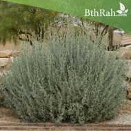 بذور عشبة الرغل الملحي -Atriplex halimus بذور عشبة الرغل الملحي -Atriplex halimus