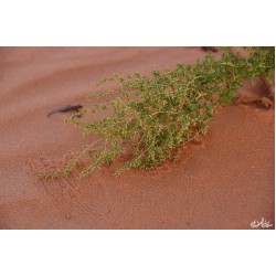 بذور شجرة العاذر - Artemisia monosperma