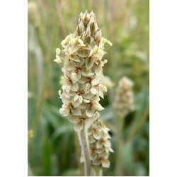 بذور عشبة الربلة - Plantago ovata