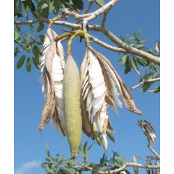 بذور التابوبيا الذهبية Tabebuia aurea بذور التابوبيا الذهبية Tabebuia aurea
